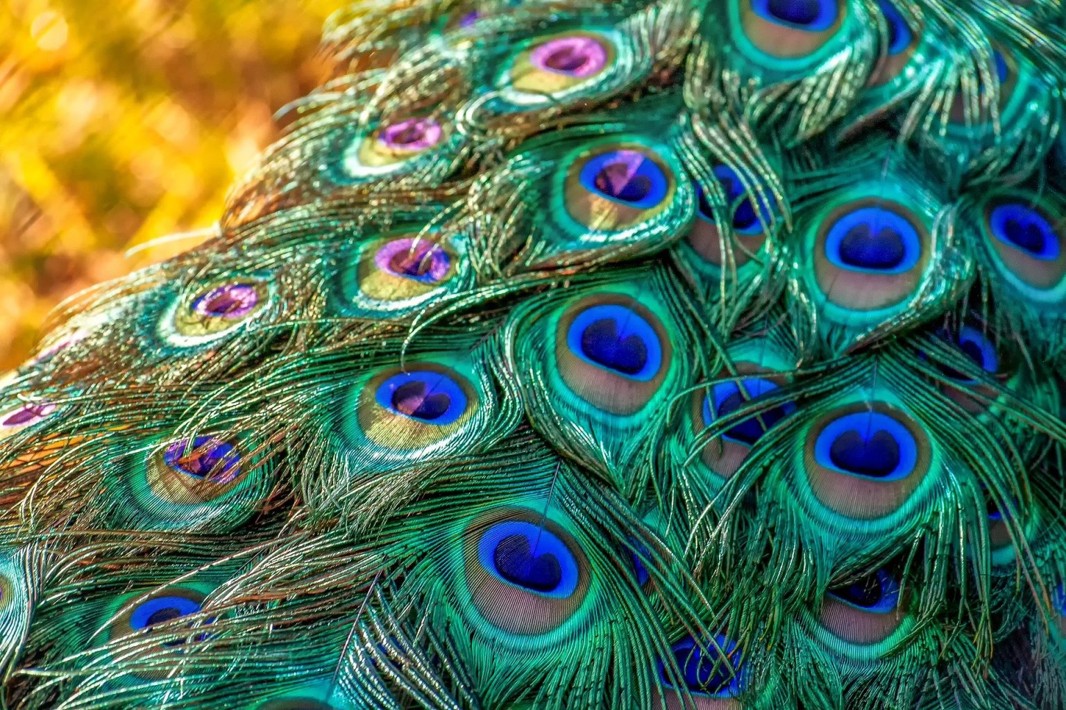 peacock-3465442_1920-1536x1024